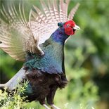 雉始めて鳴く