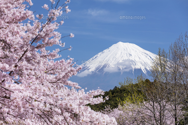 春の富士山